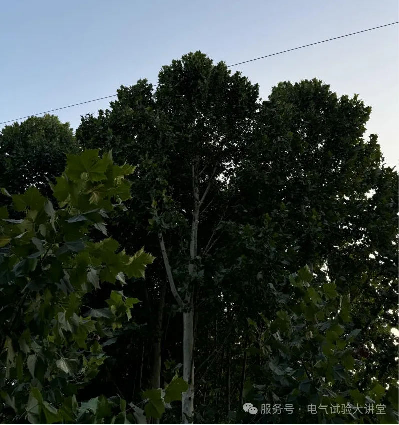 Branches to be cut on site.png Branches to be cut on site.png