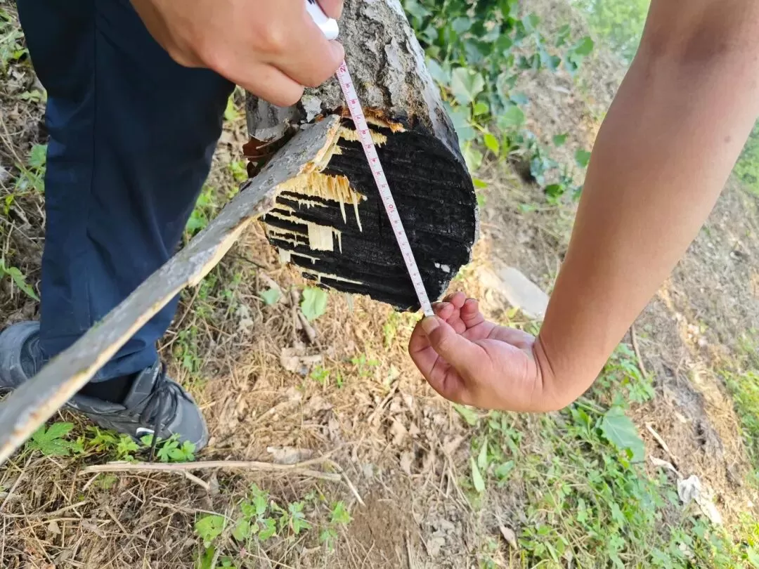the TW-1000 cleared a tree trunk with a diameter of 18cm in about 10 minutes.png